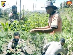 Selain Jadi Kanit Samapta di Polse Lasiolat, Bripka Nasrul Juga Olah Kebun Tomat
